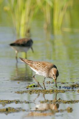 White-rumped Sandpiper