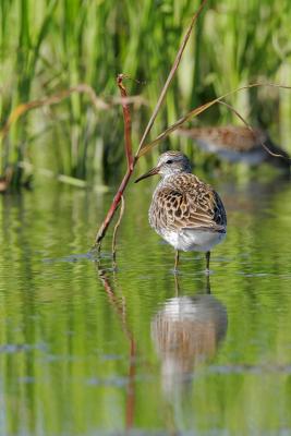 White-rumped Sandpiper