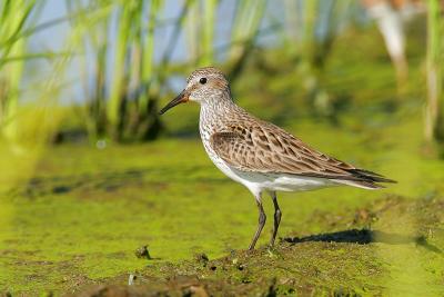 White-rumped Sandpiper