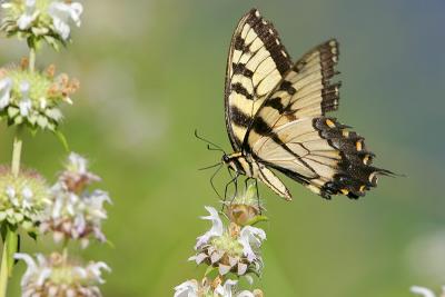 Eastern Tiger Swallowtail