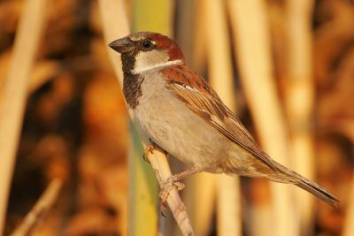 House Sparrow