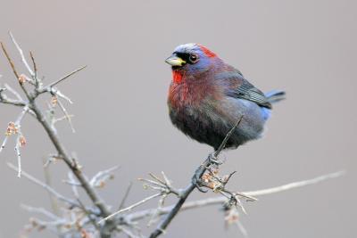 Varied Bunting