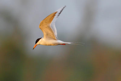 Forster's Tern