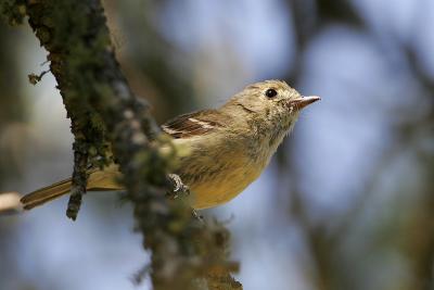 Hutton's Vireo