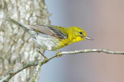 Pine Warbler