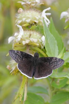 Funereal Duskywing