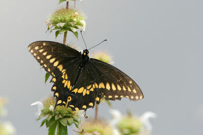 Black Swallowtail - M