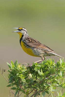 Eastern Meadowlark