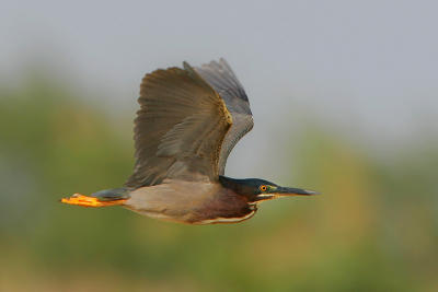 Green Heron