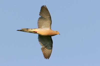 Mourning Dove