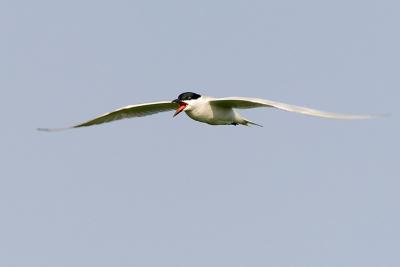 Gull-billed Tern