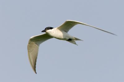 Gull-billed Tern