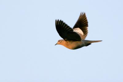 White-winged Dove