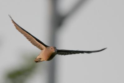 Mourning Dove