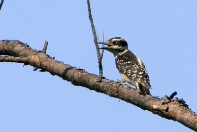 Hairy Woodpecker