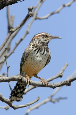 Cactus Wren