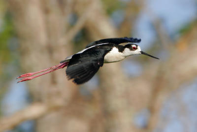 Black-necked Stilt