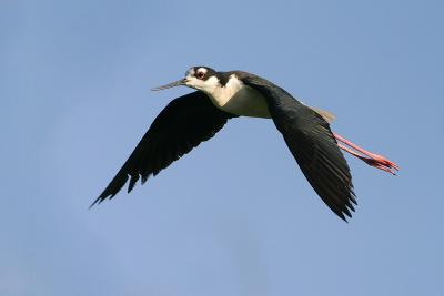 Black-necked Stilt