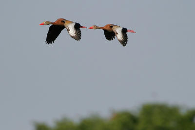 Black-bellied Whistling-Duck