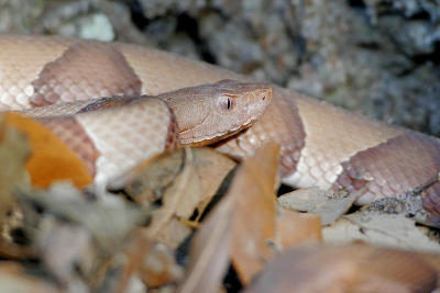 Copperhead