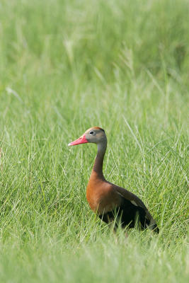 Black-bellied Whistling-Duck