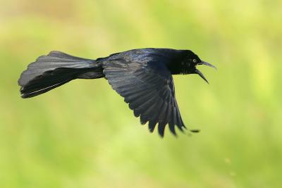 Boat-tailed Grackle