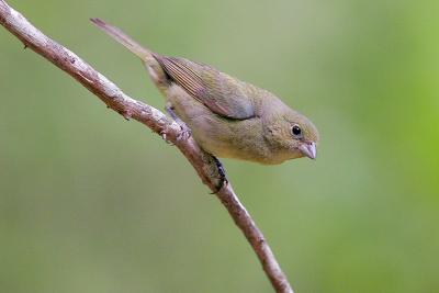 Painted Bunting