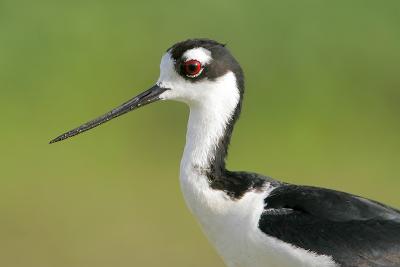 Black-necked Stilt