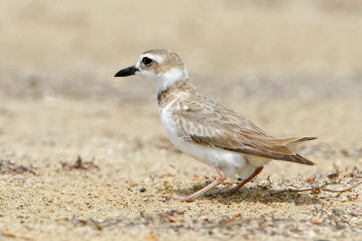 Wilson's Plover