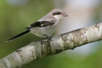 Loggerhead Shrike