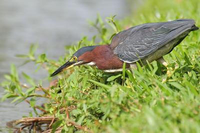 Green Heron