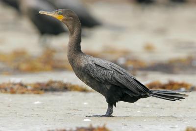 Neotropic Cormorant