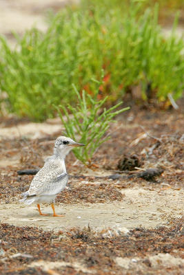 Least Tern