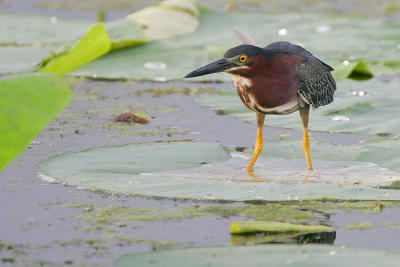 Green Heron