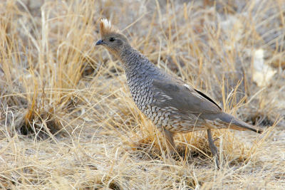 Scaled Quail