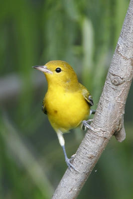 Prothonotary Warbler (recently fledged)
