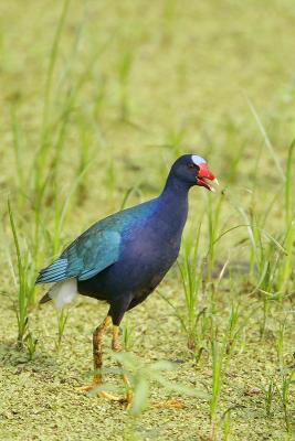 Purple Gallinule