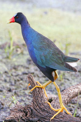 Purple Gallinule