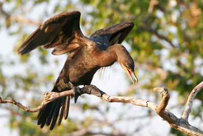 Neotropic Cormorant