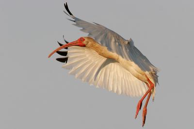 White Ibis