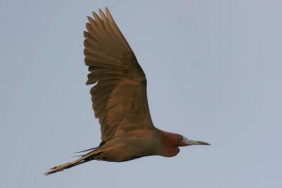 Little Blue Heron