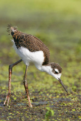 Black-necked Stilt