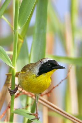 Common Yellowthroat