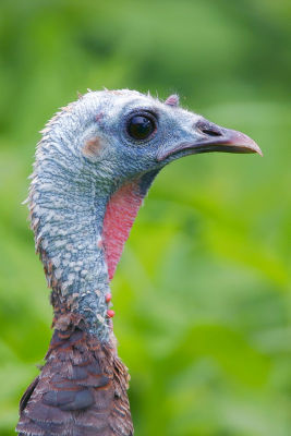 Wild Turkey
