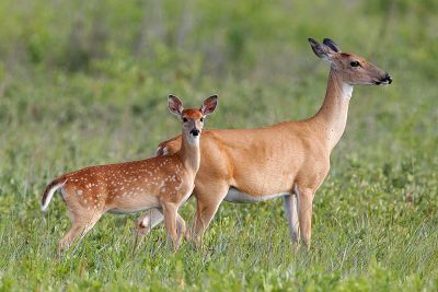 White-tailed Deer