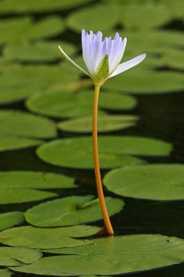 Water Lily