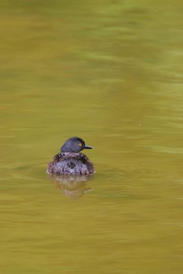 Least Grebe