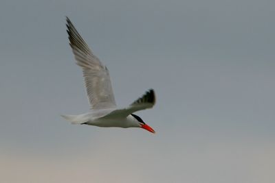 Caspian Tern