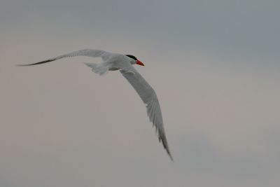 Caspian Tern