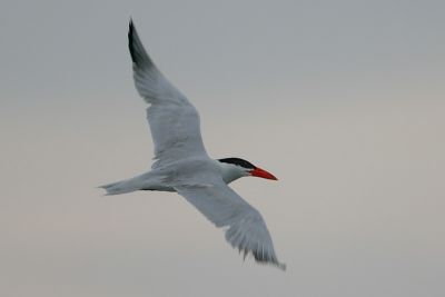 Caspian Tern